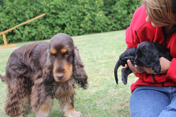 Othello och Callisto